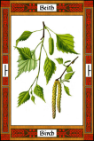 Береза