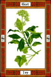 Плющ